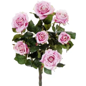 Confetti Rose Bush x7  Two Tone Pink, 21.5in