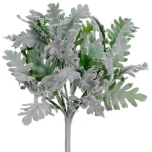 Dusty Miller Bush 9.5in Green Gray