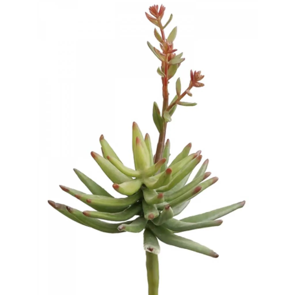 Flowering Succulent Pick Green 10"